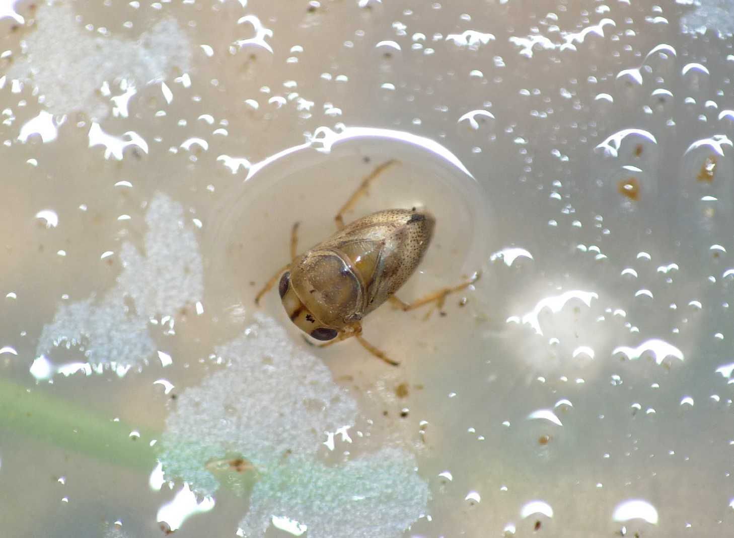 Pleidae: Plea minutissima, Piccolo predatore acquatico (RM)